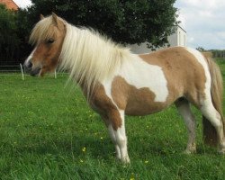 horse Kroghoj Skoles Tone (Shetland Pony (unter 87 cm), 2004, from Grönkjaers Triumf)