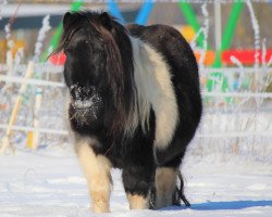 broodmare Stjernens Mini-Isja (Shetland pony (under 87 cm), 2010, from Stjernens Opus)