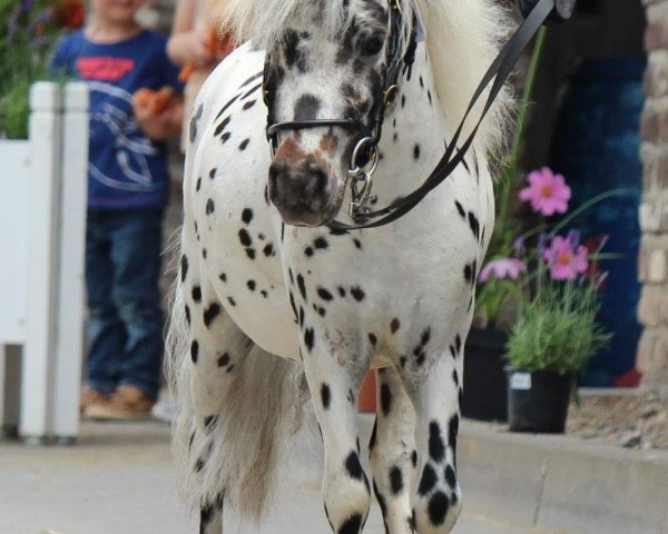 Deckhengst Novalis C von der Harkrufe (Dt.Part-bred Shetland Pony, 2015, von Noran N)