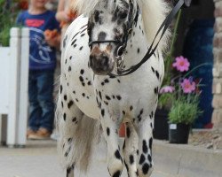 Pferd Novalis C von der Harkrufe (Dt.Part-bred Shetland Pony, 2015, von Noran N)