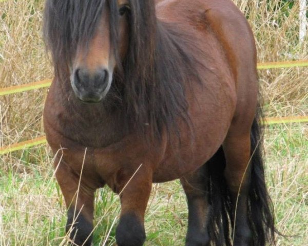 stallion Tartans Laddie (Shetland pony (under 87 cm),  )