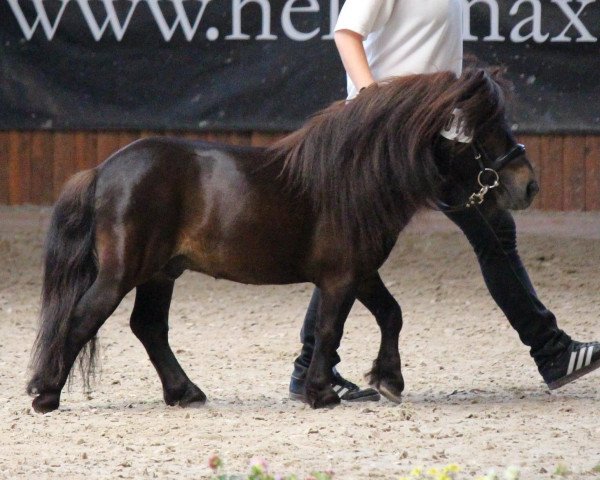 stallion Lakota P von der Harkrufe (Shetland pony (under 87 cm), 2014, from Tartans Laddie)