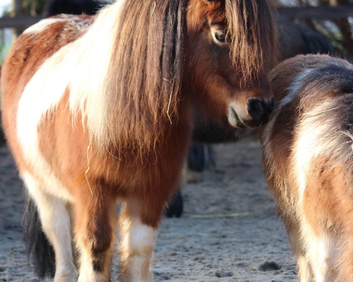 broodmare Fair Lady of Grateful (Shetland pony (under 87 cm), 2004, from Flipper v.d. Armenhof)