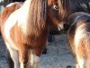 Zuchtstute Fair Lady of Grateful (Shetland Pony (unter 87 cm), 2004, von Flipper v.d. Armenhof)