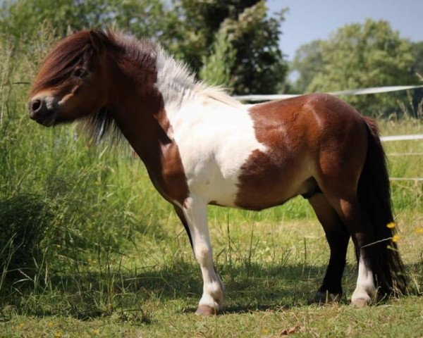 stallion Inarion von der Harkrufe (Shetland pony (under 87 cm), 2013, from Isonzo vom Soestblick)