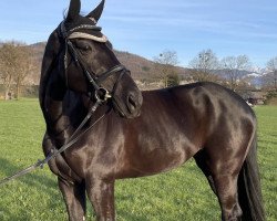 dressage horse Diva MK (Hanoverian, 2015, from De Niro)