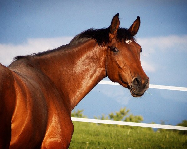 broodmare K-Muriel (Holsteiner, 2017, from Caretino)