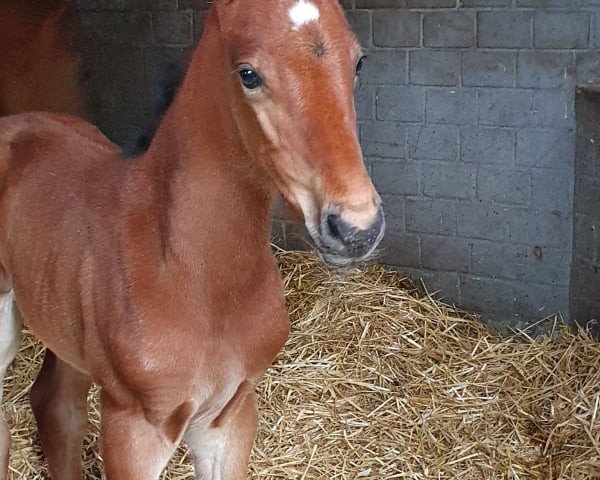 Springpferd Cayetano S (Rheinländer, 2021, von Coreandro)