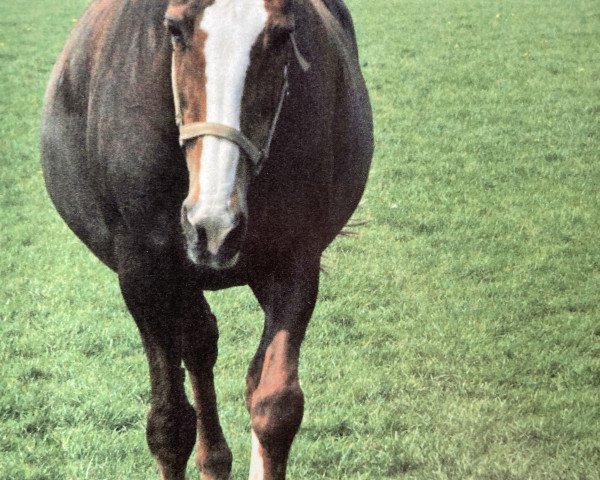 Zuchtstute Piroschka (Koninklijk Warmbloed Paardenstamboek Nederland (KWPN), 1986, von Triton)