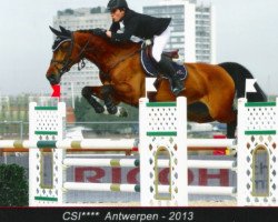 Zuchtstute Finesse van Sappenleen (Belgisches Warmblut, 2005, von Heartbreaker)