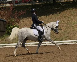 dressage horse Ganesha (German Riding Pony, 2009, from Greylight)