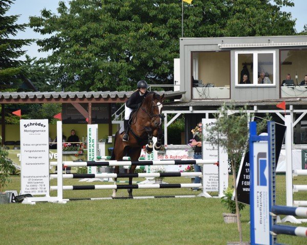horse Doniero B (Mecklenburg, 2021, from Donier)