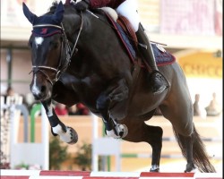 jumper Cheer Me Up CH (Swiss Warmblood, 2012, from Chameur)