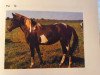 broodmare Pia (Lewitzer, 1984, from Panter B 44)