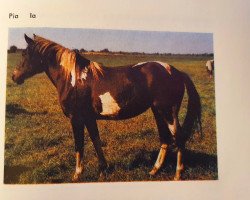 broodmare Pia (Lewitzer, 1984, from Panter B 44)