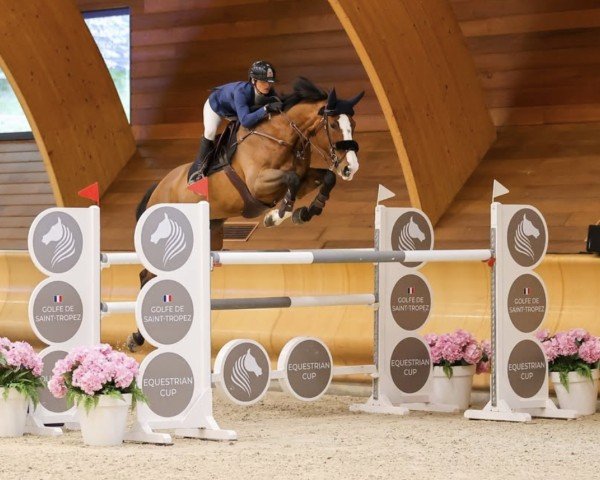 jumper Extasy du Montceau (Selle Français, 2014, from Magnus Romeo)