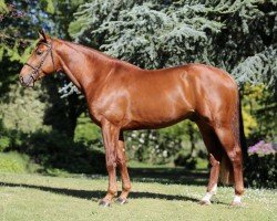 jumper Illinois B Z (Zangersheide riding horse, 2017, from Ideal de La Loge)