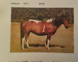 broodmare Sektperle (Lewitzer, 1973, from Sekt)