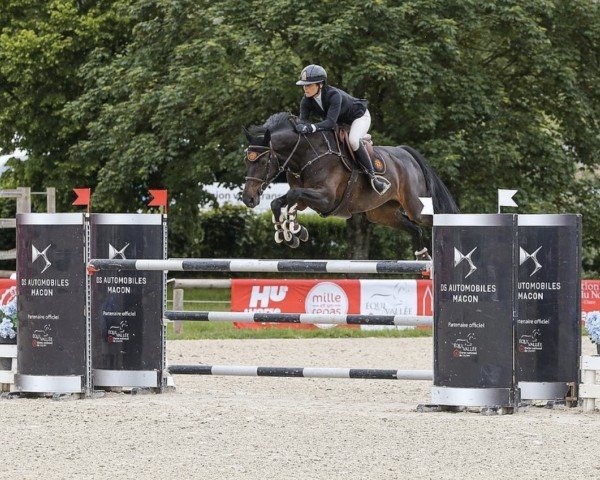 jumper Ionella Il Mondo Z (Zangersheide riding horse, 2016, from I'm Special de Muze)