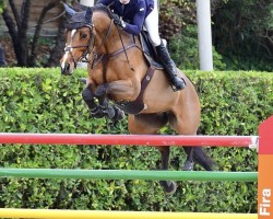 jumper Imberley (KWPN (Royal Dutch Sporthorse), 2013, from Callahan)