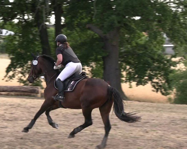 Reitturnier Niederwerbig 2025