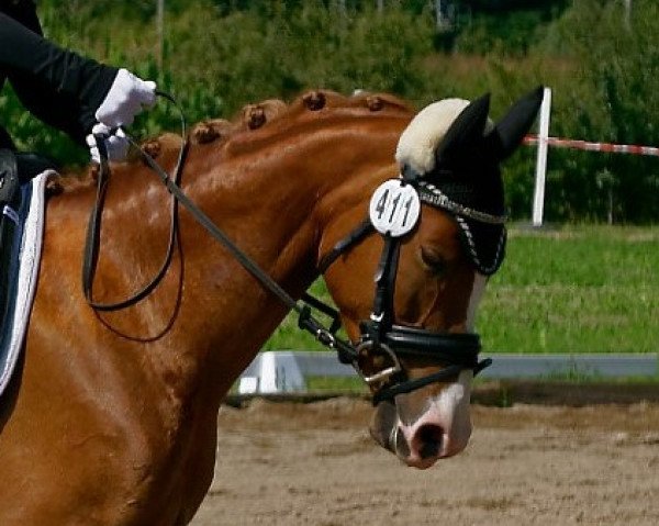 Dressurpferd Sunrise 146 (Deutsches Reitpony, 2008)