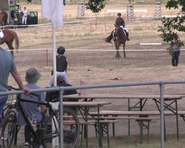 Reitturnier Niederwerbig 2025