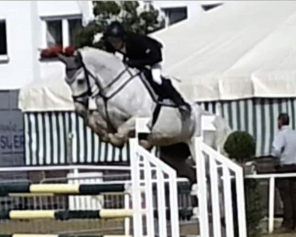 broodmare Charisma M.O (Westphalian, 2009, from Cornado NRW)