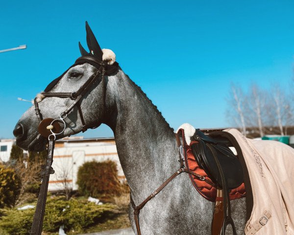 Springpferd Mazli (Ungarisches Warmblut, 2016, von Modesto)