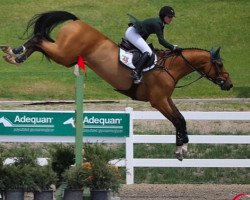 jumper Bart C (KWPN (Royal Dutch Sporthorse), 2006, from Montreal)