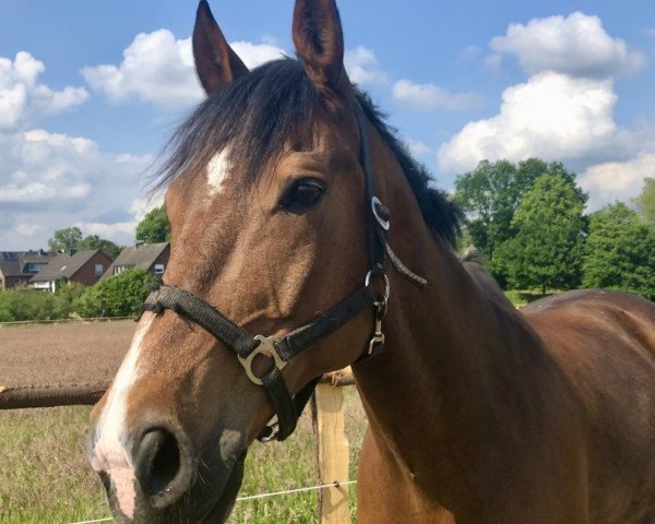 horse Chap (Brandenburg, 2003, from Frühtau)