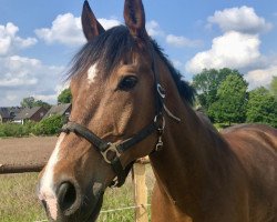 horse Chap (Brandenburg, 2003, from Frühtau)