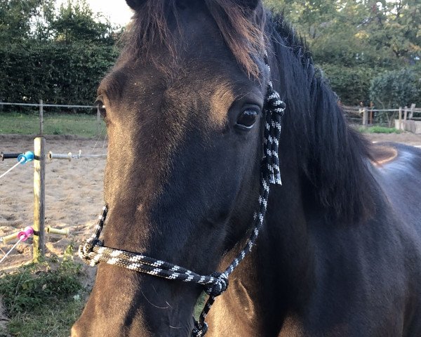 Pferd Ciderfly (Welsh-Cob (Sek. D), 2014, von Arvalon Black Jack)