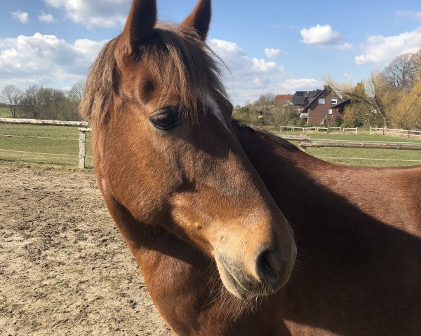 Pferd Starlights Beauty (Dänisches Reitpony, 2007, von Cannon)