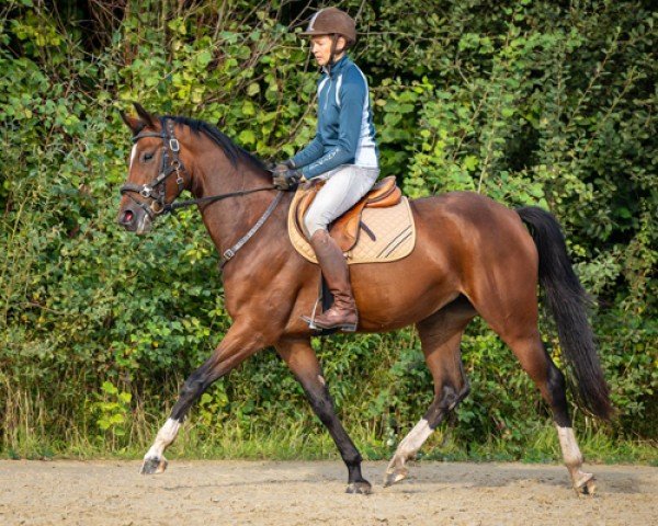 horse Stute von Durantos RR / Conen (Westphalian, 2021, from DURANTOS)