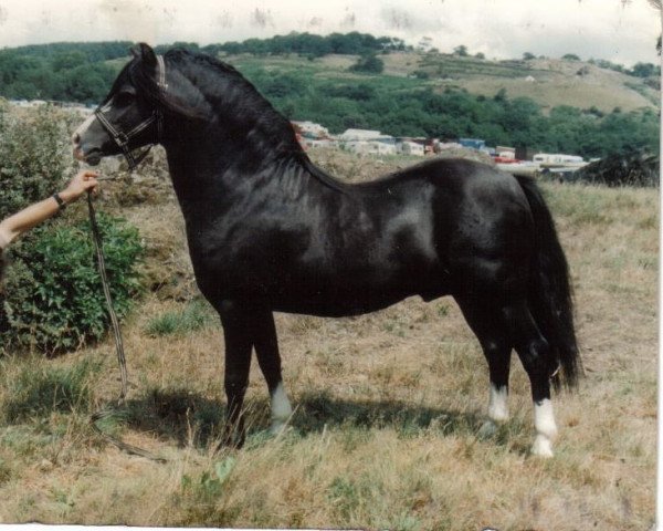 Deckhengst Twyford Panache (Welsh Mountain Pony (Sek.A), 1982, von Twyford Nightcap)