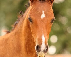 Dressurpferd Der kleine Deubel (Deutsches Reitpony, 2020, von Designed in Black AT)