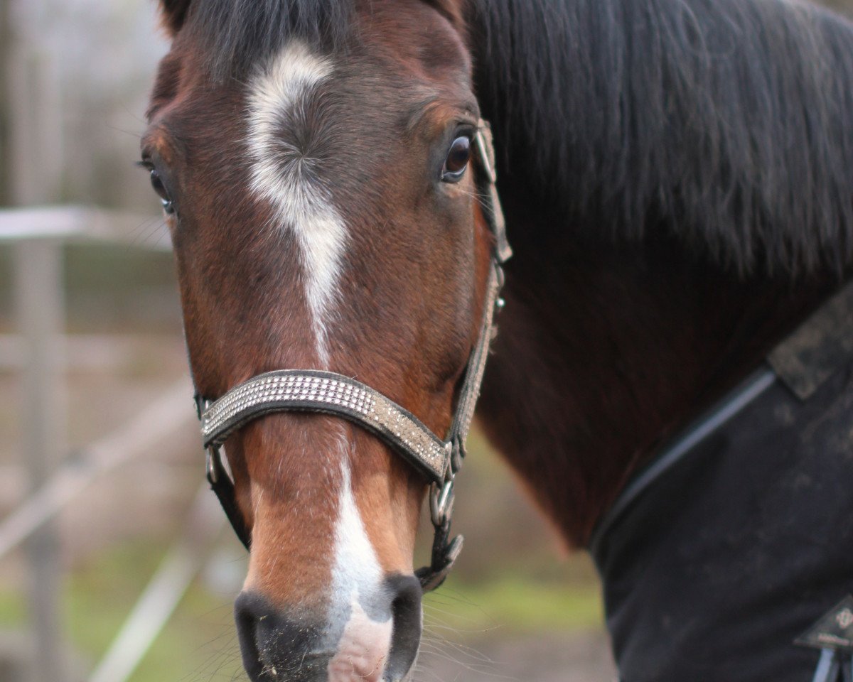 broodmare Jazz Girl (Hanoverian, 2005, from Jazz Time)