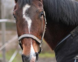 broodmare Jazz Girl (Hanoverian, 2005, from Jazz Time)