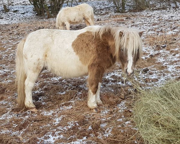 Zuchtstute Danine v. Hoeve Eelwerd (Shetland Pony, 2010, von Ferdinand van Stal de Dwarsdijk)