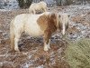 broodmare Danine v. Hoeve Eelwerd (Shetland Pony, 2010, from Ferdinand van Stal de Dwarsdijk)