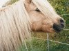 broodmare Ida (Shetland Pony, 1974, from Kirkbride Golden Boy)