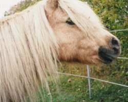 Zuchtstute Ida (Shetland Pony, 1974, von Kirkbride Golden Boy)