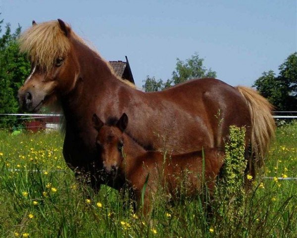 broodmare Simona (Shetland Pony, 1995, from Kanteborgs Sprite)