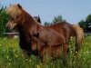 Zuchtstute Simona (Shetland Pony, 1995, von Kanteborgs Sprite)