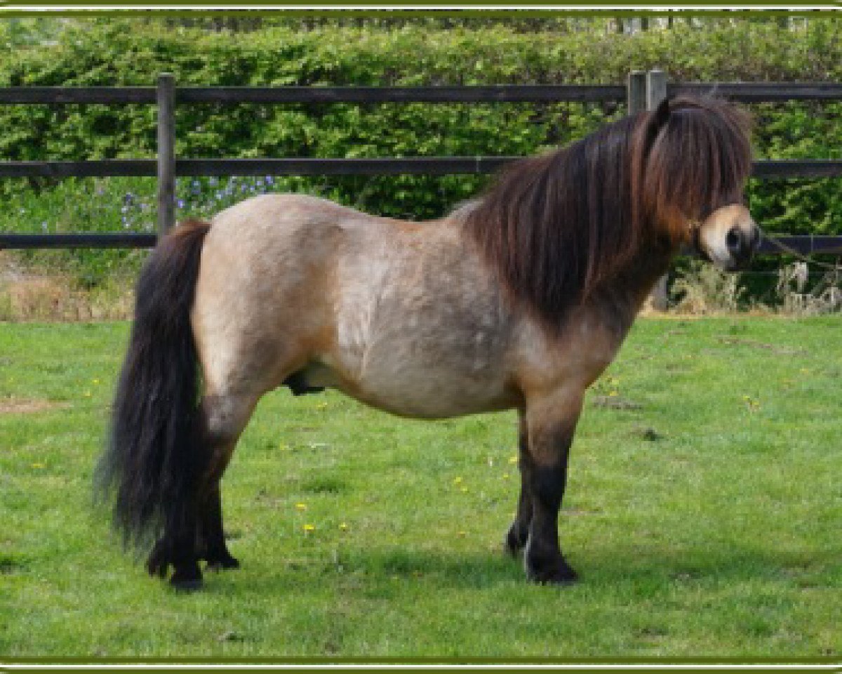 stallion THB Sankthans Gulliwer (Shetland Pony, 2006, from Scorpio Errol Flynn)