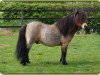 stallion THB Sankthans Gulliwer (Shetland Pony, 2006, from Scorpio Errol Flynn)