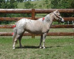 Zuchtstute Winners Circle Tripple Double (American Miniature Horse, 1996, von Brewers Orion Illusion)