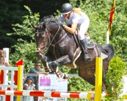 jumper Emir du Perchet CH (Swiss Warmblood, 2010, from El Bundy)