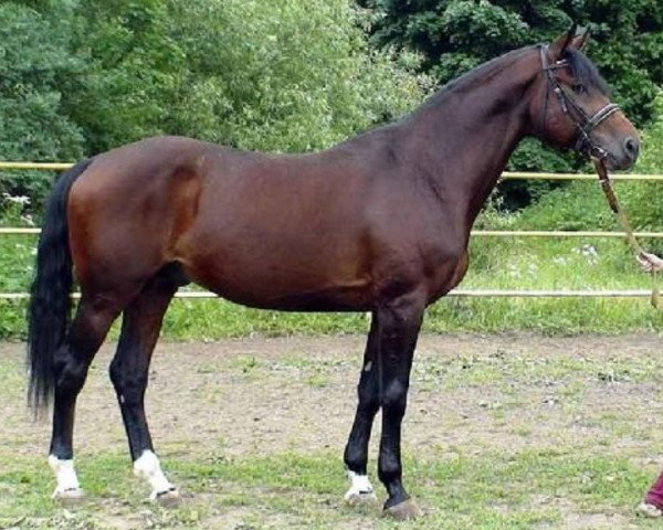 Deckhengst Mirap (Russisch Trakehner, 2001, von Pach)